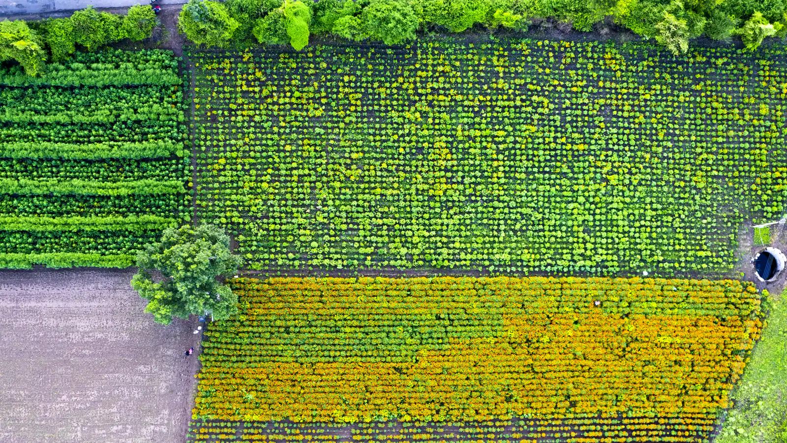 Vista aérea cenital de parcelas de cultivo divididas en lotes